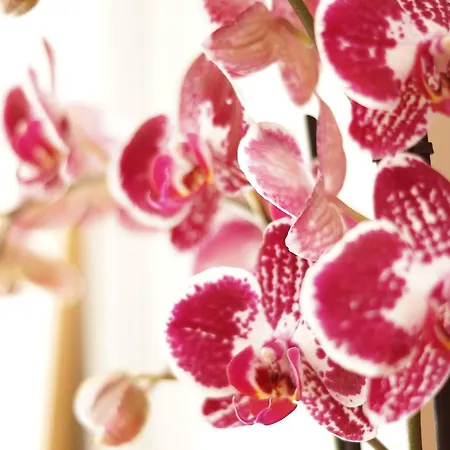 Otel Logis Du Commerce 3*